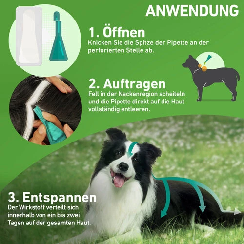 Frontline Combo Gegen Zecken, Flöhe (Flöhe, Eier, Larven, Puppen) Bei Hunden – Bild 13